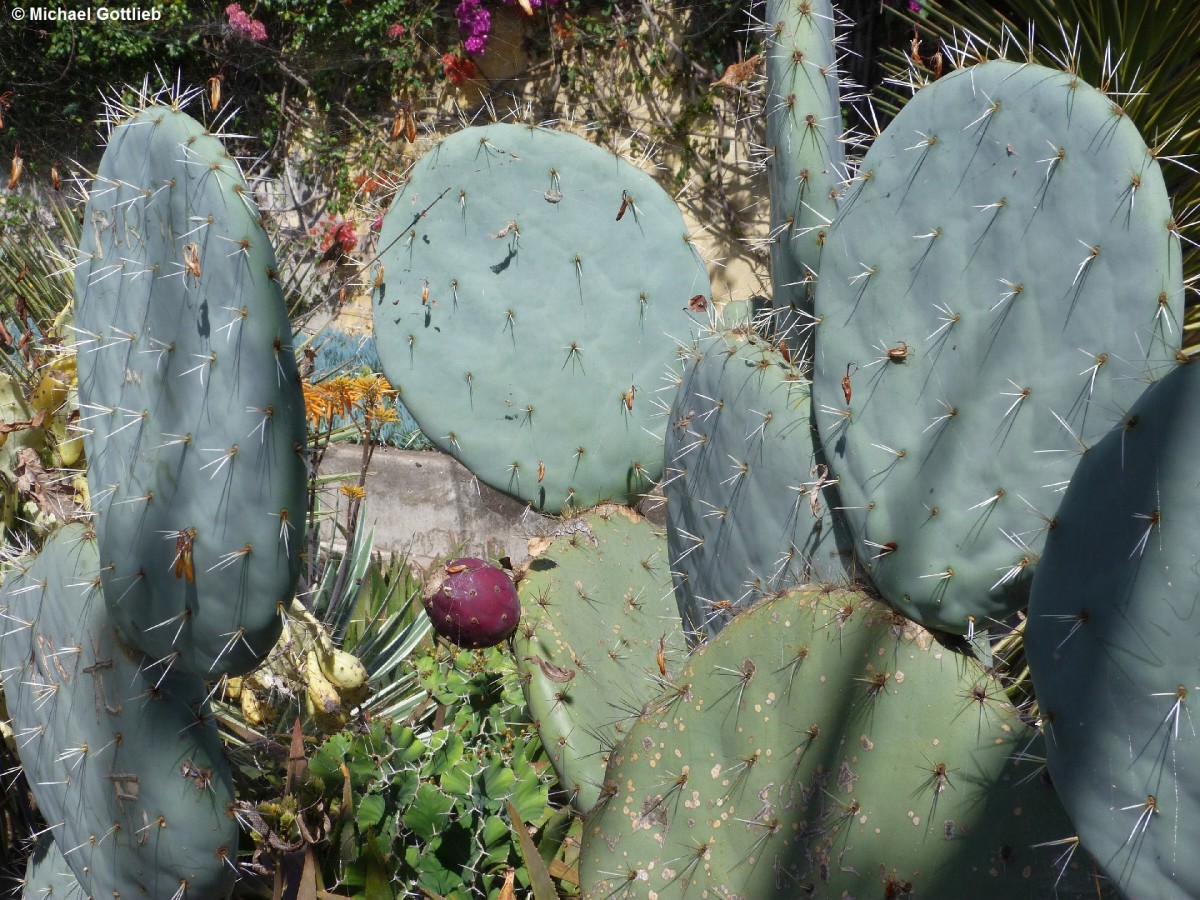 Kakteen im Botanischen Garten &quot;Jardim Botanico&quot; in