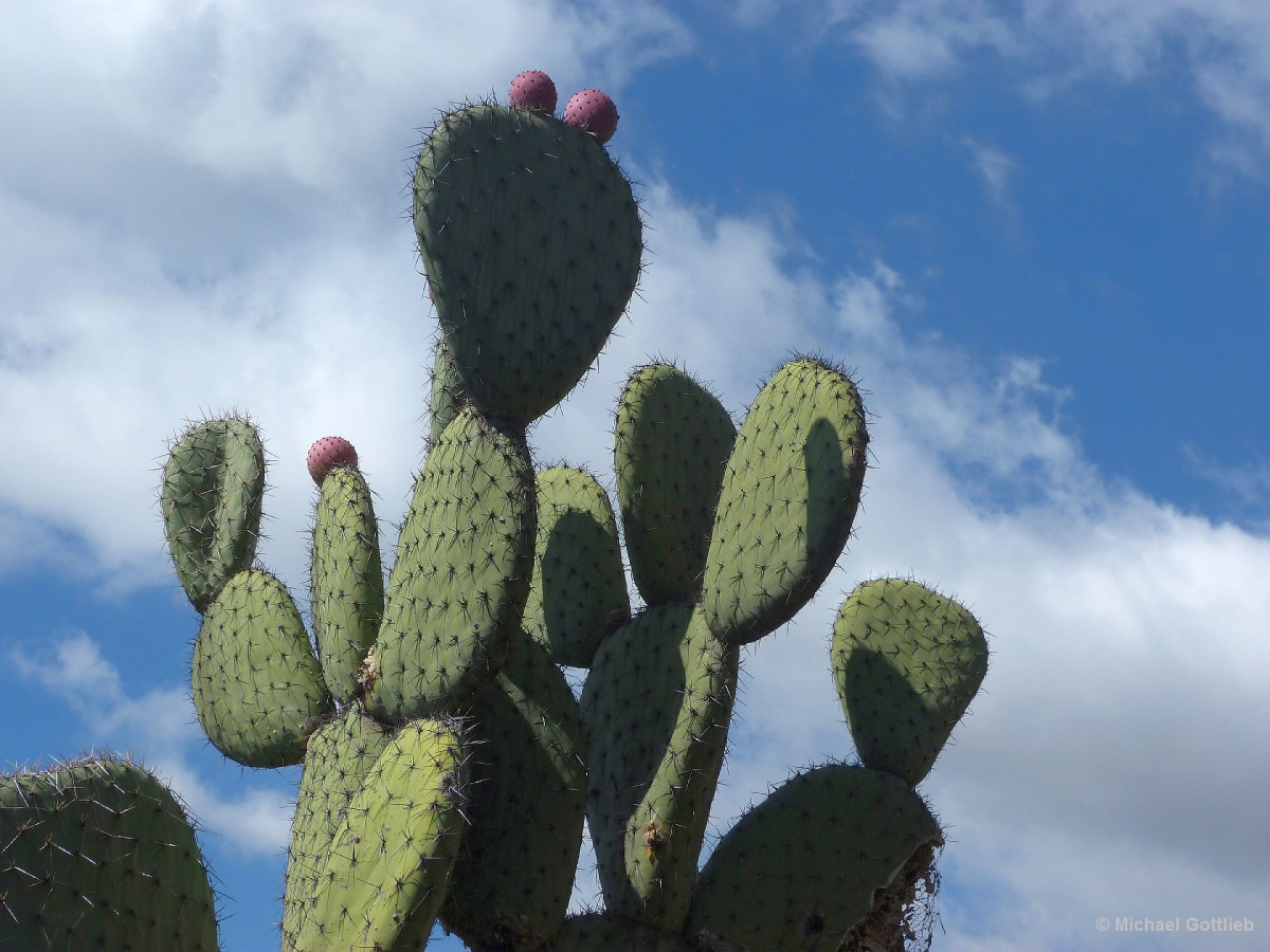 Kakteen im Botanischen Garten &quot;Jardim Botanico&quot; in