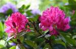 Rhododendron-Blten.