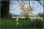 Während die Bäume noch überwiegend kahl sind kündigen blühende Osterglocken und Forsythien den Frühling im Wörlitzer Park an.