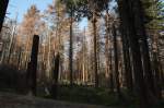 Im Brockenurwald am Urwaldsteig bei Schierke; eine ganze Generation jahrhundertealter Bume stirbt und schafft Platz fr Jungwald; Aufnahme vom Morgen des 12.07.2013...