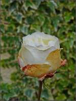Die letzte Rose fr dieses Jahr in unserem Garten.