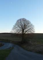 Dieser Baum steht an der Strae von Alscheid und Merholtz (Luxemburg).