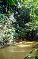 Regenwald und Bach im Taman Negara Nationalpark in Malaysia. Bild vom Dia. Aufnahme: März 1989.