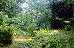 Regenwald im Taman Negara Nationalpark in Malaysia. Bild vom Dia. Aufnahme: März 1989.