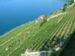 Blick ber die Weinterrassen des Lavaux zum Genfer See  (Frhsommer 2006) 