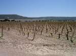 Aragon, Weinreben bei Sardon de Duero (19.05.2010)