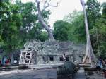 Gewaltige Bume haben sich in einem Tempel des antiken Tempelbezirks von Angkor breit gemacht.