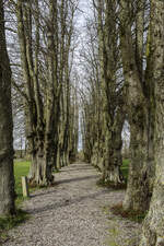 Allee von Lindenbäumen im Norburger Schlosspark auf der Insel Alsen (Nordschleswig). Aufnahme: 18. März 2024.