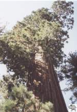 In der Mitte von Kalifornien liegen die beiden mittlerweile zusammengeschlossenen Nationalparks Sequoia und Kings Canyon.