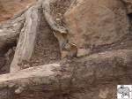 berall am Bryce Canyon kann man kleine Erdhrnchen beobachten.