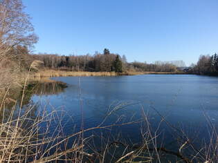 Weiher bei Gomannshofen im Unterallgu (05.02.2024)