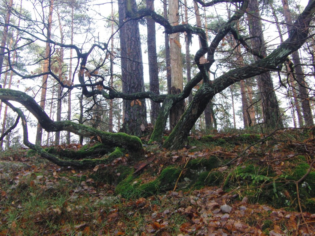 Baum im  Zauberwald  ohne Stamm