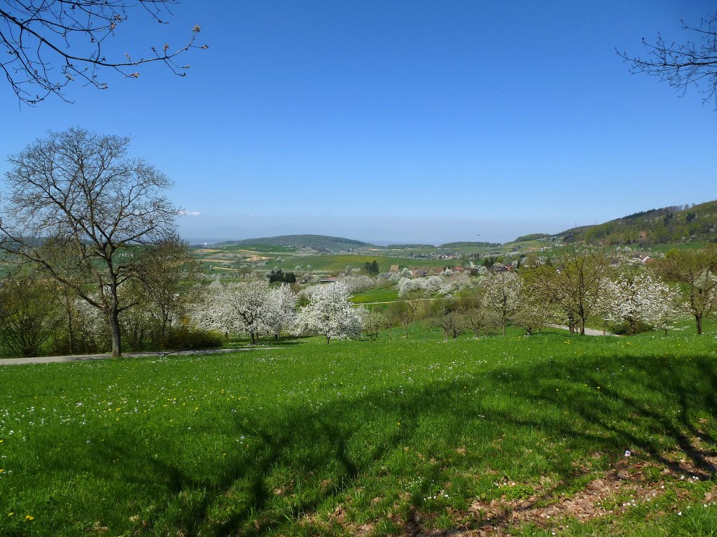 Baumblut im Markgrflerland, 25.April 2013