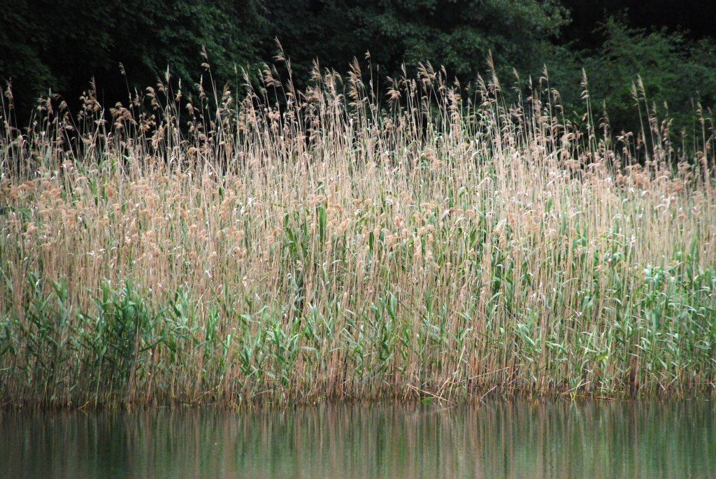 BERLIN, 20.06.2010, am Schlachtensee