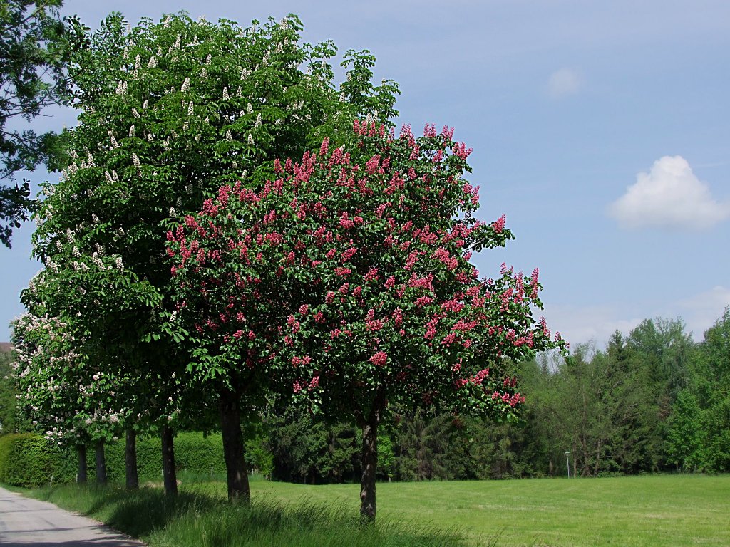 Blhende Kastanienbume;100524