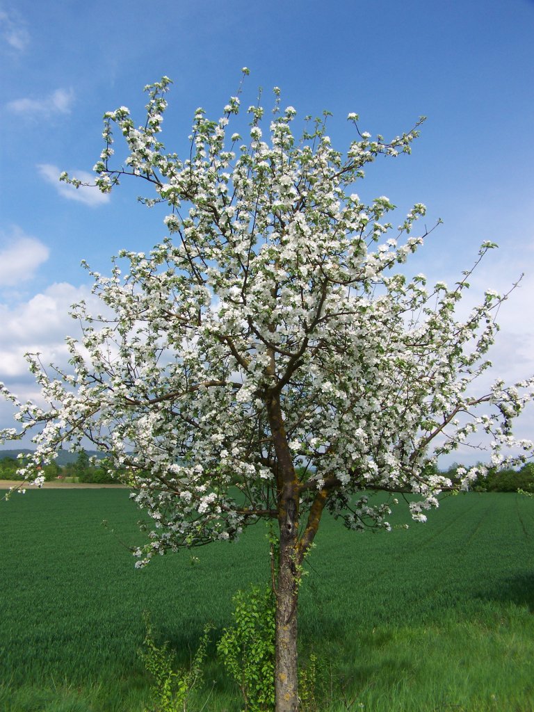 blhender Apfelbaum 2010