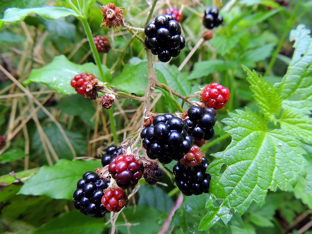 Brombeeren in unterschiedlichen Reifestadien; 120810