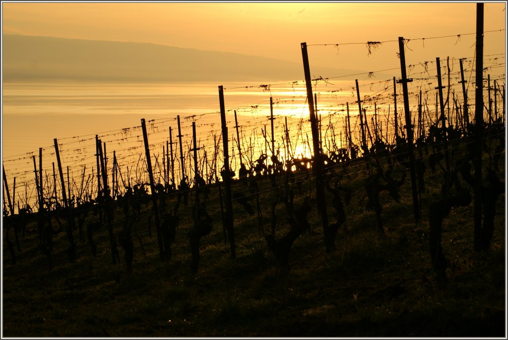 Die Weinberge im Abendlicht.
(08.02.2011)