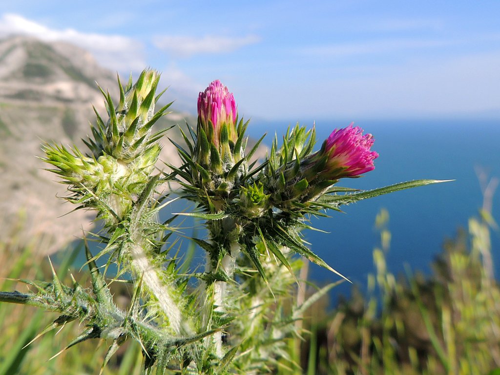 Distelblten bei Carevici(Kroatien); 130423