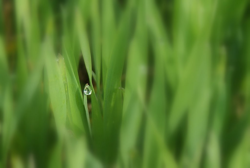 Ein einsamer Wassertropfen.
(08.04.2010) 