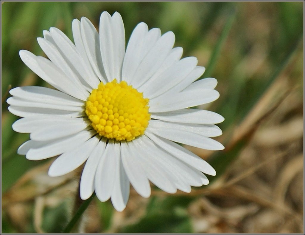 Ein Gnseblmchen geniesst die Mrzsonne.
(15.03.2012)
