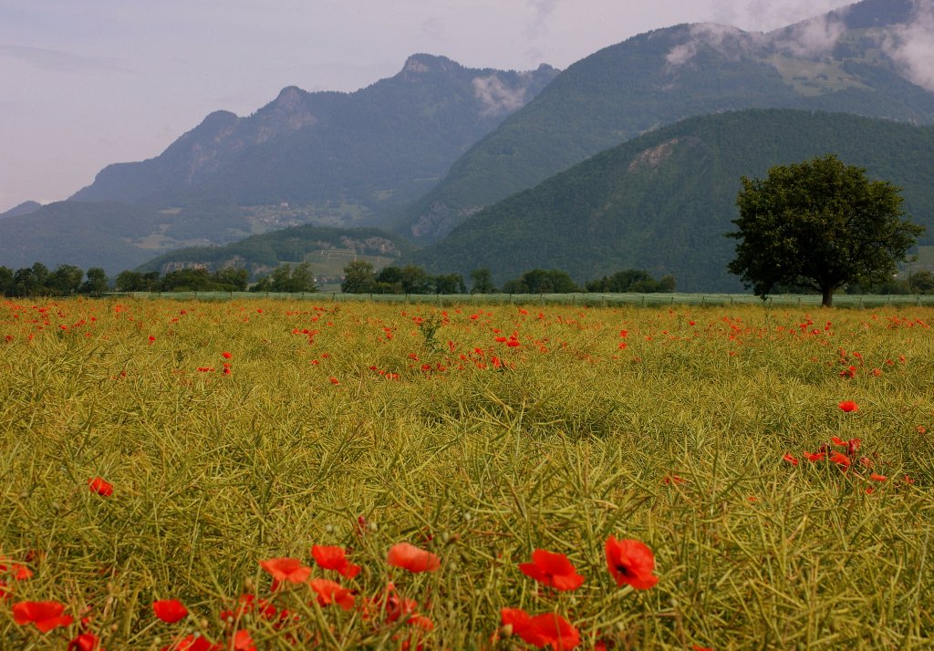 Ein Mohn-Rapsfeld im Rhonetal
(14.06.2010) 