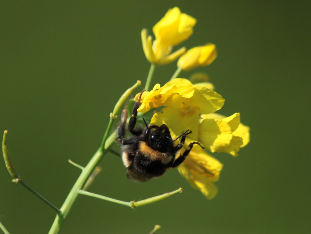 Eine Hummel auf einer Rapsblte.