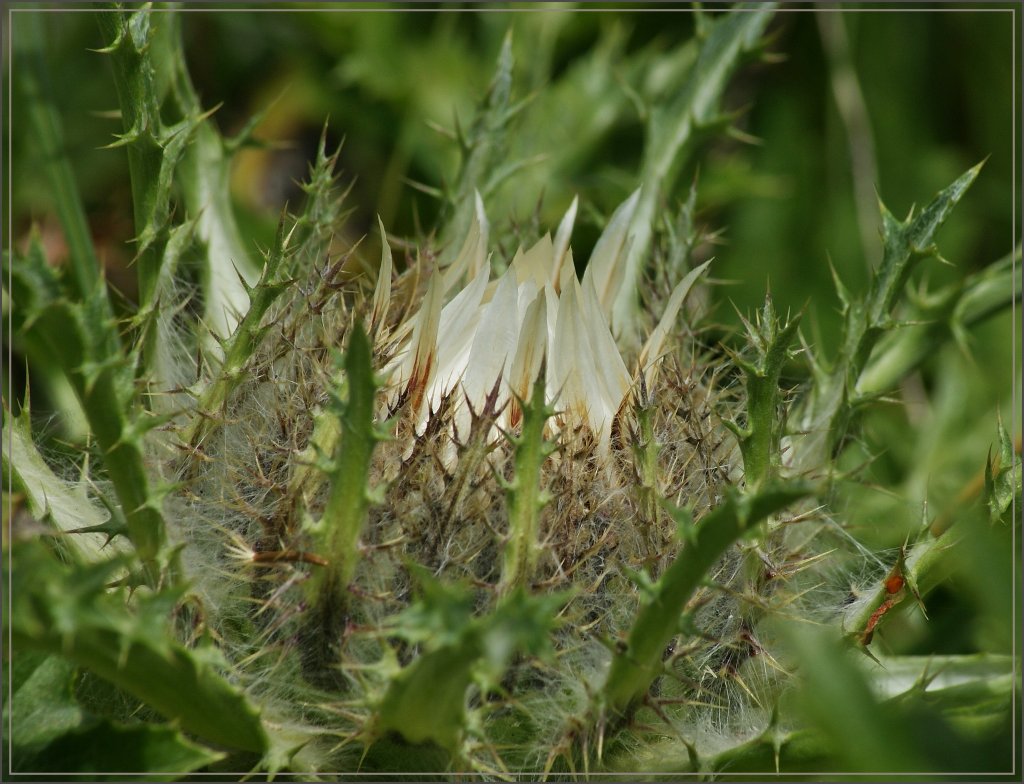 Eine noch geschlossene Silberdistel.
(14.08.2012)