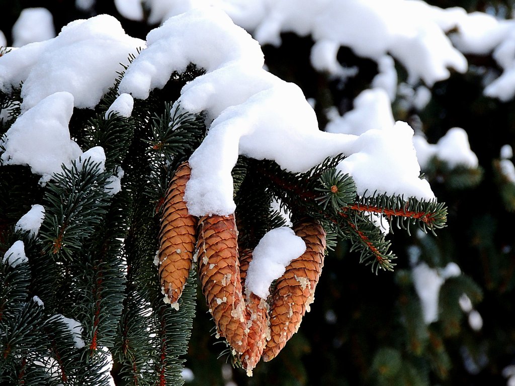 Fichtenzapfen mit Schneehubchen; 121214