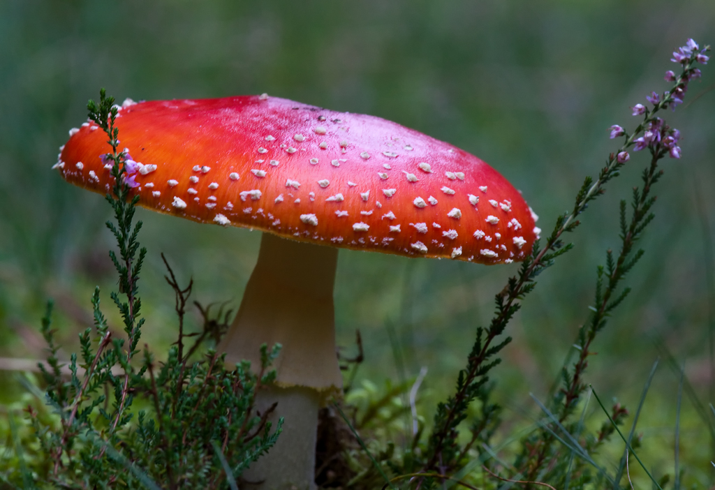 Fliegenpilz im Herbst 2010.