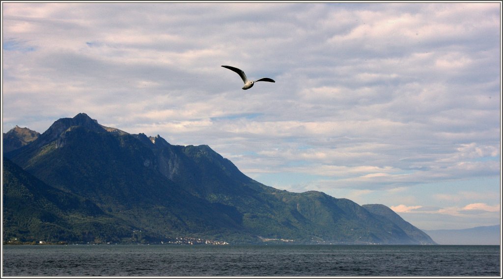 Fhnstimmung am Genfersee.
(04.10.2010)