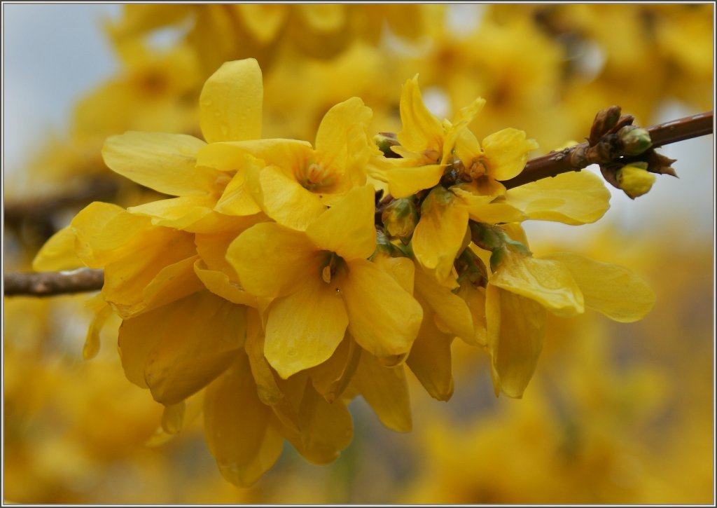 Forsythienblten nach dem Regen.
(05.04.2012)