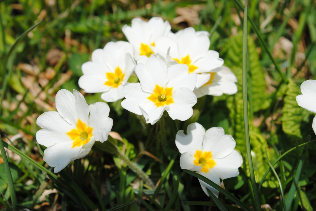 Frhling in den Bergen