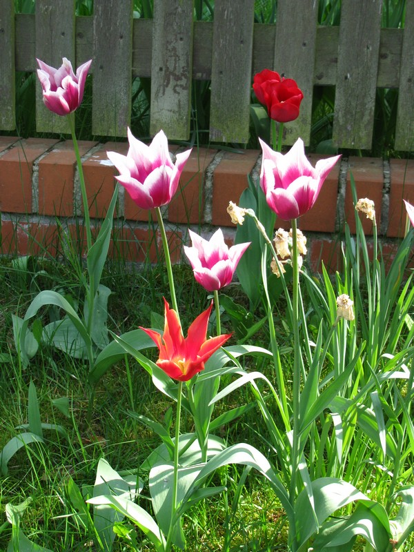 Frlingsblumen am Wegesrand [02.05.2009]