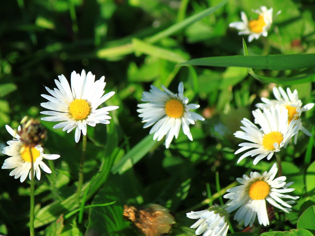 Gnseblmchen auf einer Wiese. (08.05.2012)