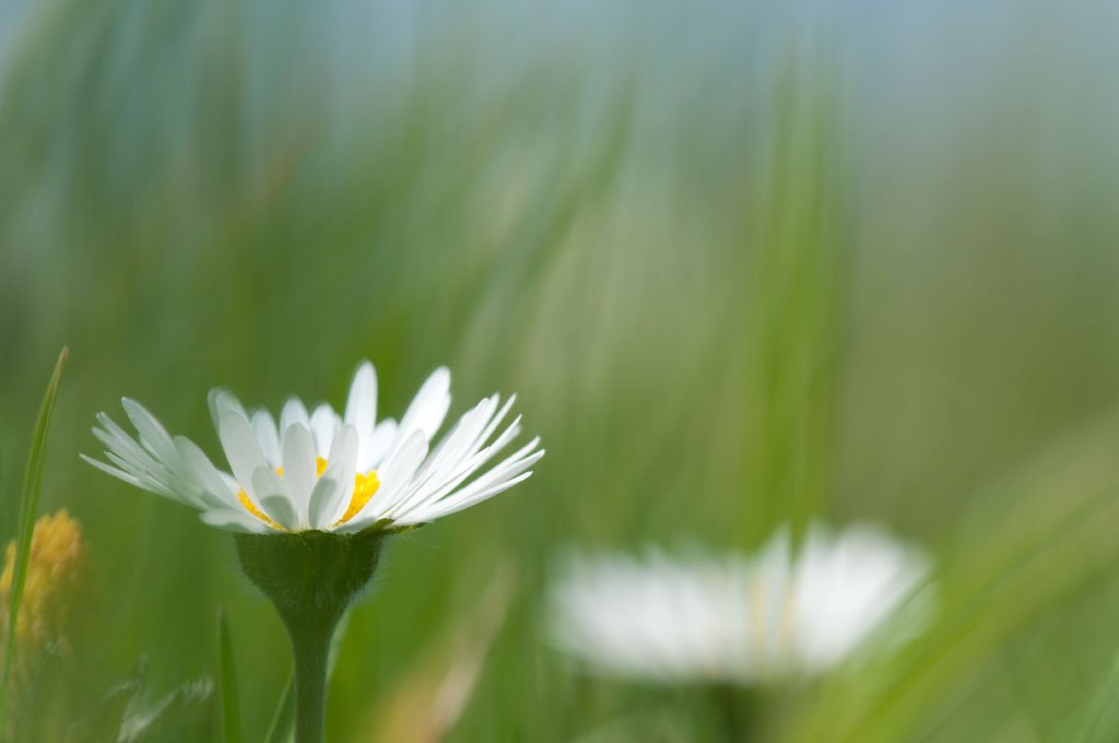 Gnseblmchen, Makro-Aufnahme