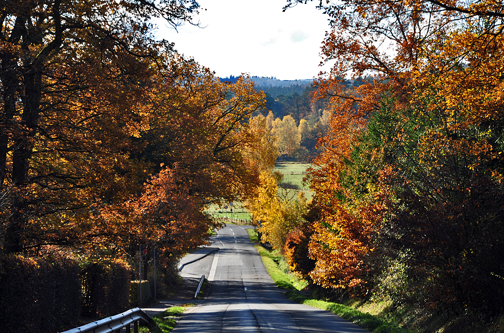 Herbstbaumstrasse in der Voreifel - 12.11.2012