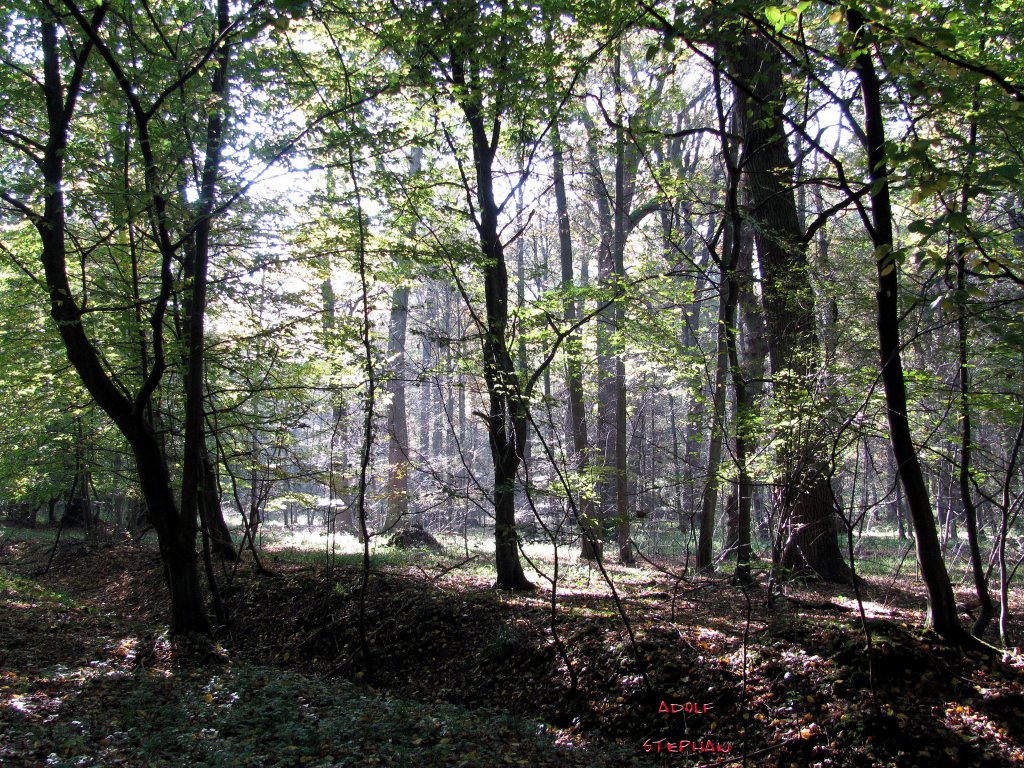 Herbststimmung im Hainwald/Peine