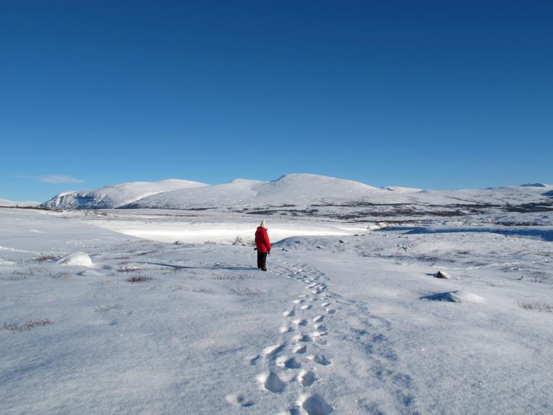 Im Dovrefjell; 30.10.2012