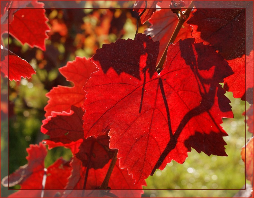 Licht und Schattenspiel der Herbstsonne im Weinblatt.
(21.10.2010)