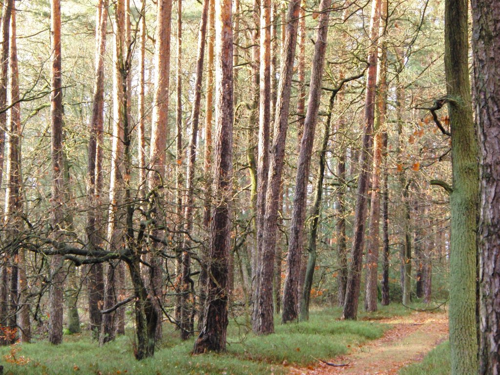 Lichteinfall im  Zauberwald 