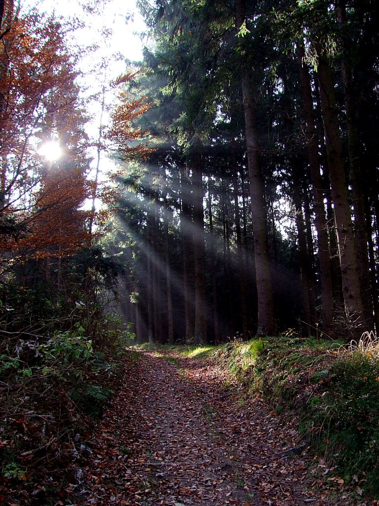 Lichtstrahlen weisen den Weg;101103