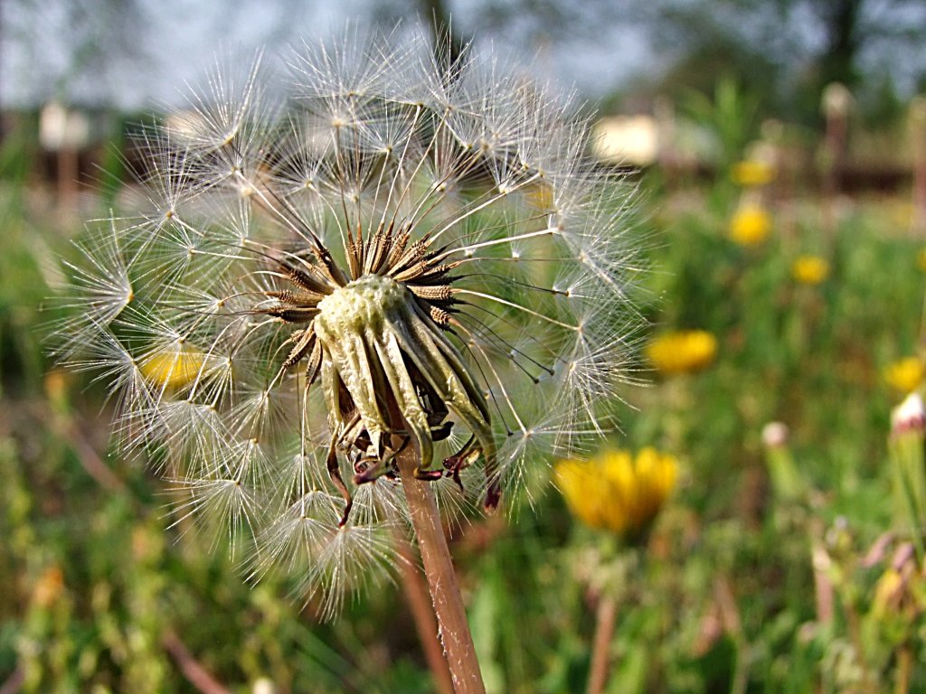 Lwenzahn-Pusteblume;110425