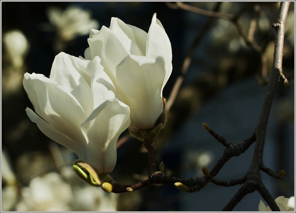 Magnolien in voller Blte
(29.03.2011)