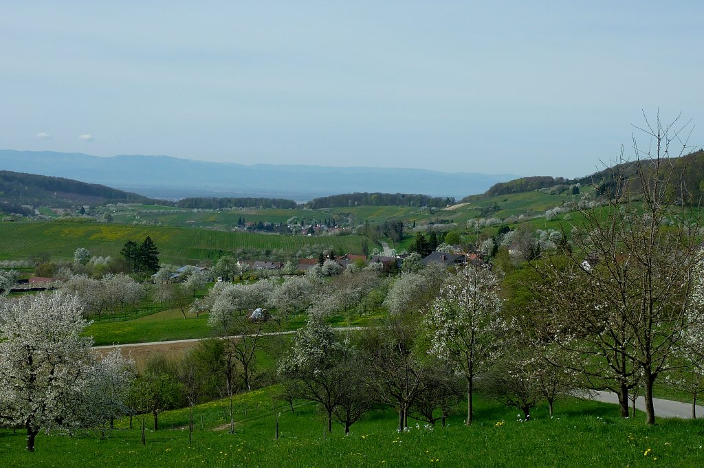 Markgrflerland, Baumblut, April 2011 