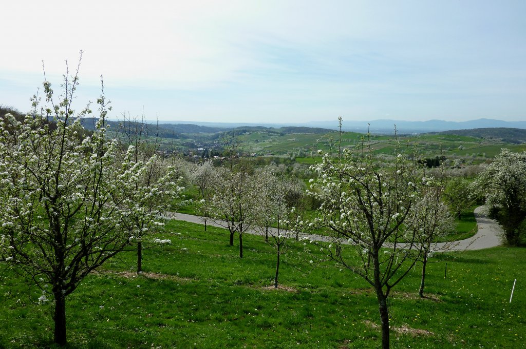 Markgrflerland, Baumblut, April 2011