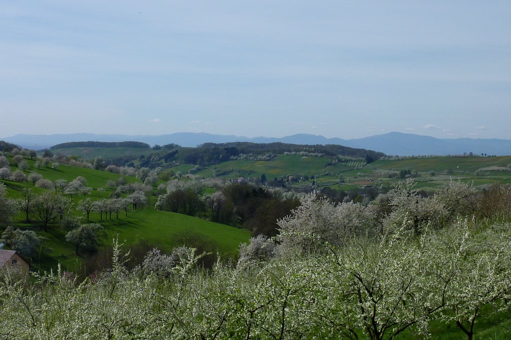 Markgrflerland, Baumblut, April 2011