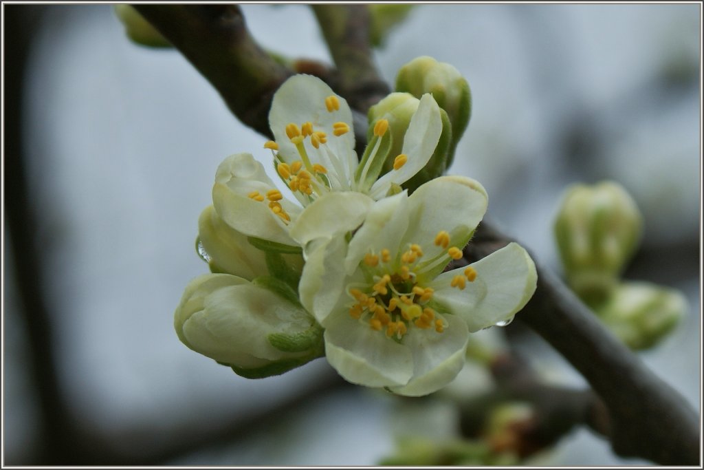 Pflaumenbaumblten
(05.04.2012)