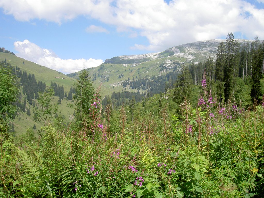 Pragelpass im Muotatal (09.08.2010)